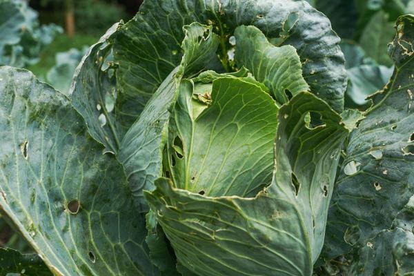 大白菜根腐病的防治方法，与非十字花科蔬菜轮作可减轻病害