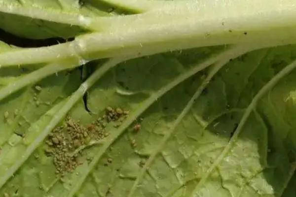 大白菜根腐病的防治方法，与非十字花科蔬菜轮作可减轻病害