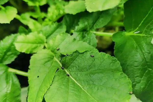 大白菜根腐病的防治方法，与非十字花科蔬菜轮作可减轻病害