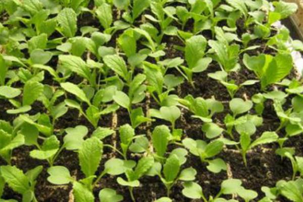 大白菜苗期病害与防治,常见病害有霜霉病、软腐病、黑斑病