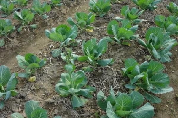 大白菜苗期病害与防治,常见病害有霜霉病、软腐病、黑斑病