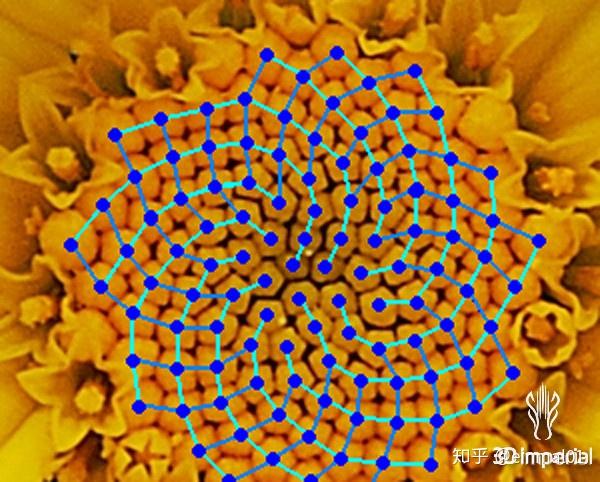 斐波那契数列生活应用_黄金分割在自然界_斐波那契数列应用