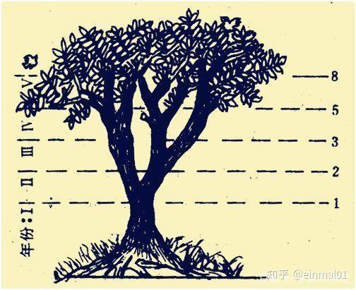 斐波那契数列生活应用_黄金分割在自然界_斐波那契数列应用