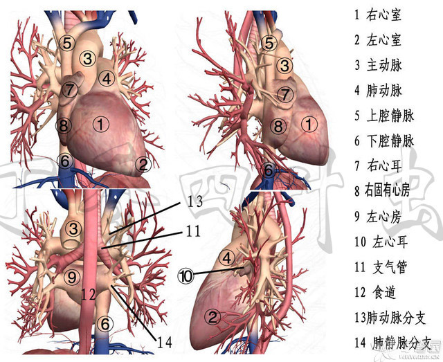 虫哥b站_虫哥现身_虫哥说图系列5