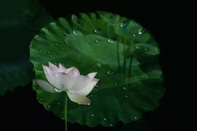 盘点最先掌握“纳米技术”的动物与植物!