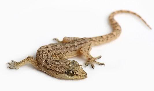 盘点最先掌握“纳米技术”的动物与植物!