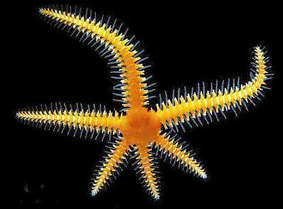 盘点最先掌握“纳米技术”的动物与植物!