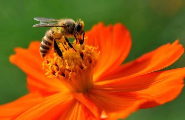 盘点最先掌握“纳米技术”的动物与植物!