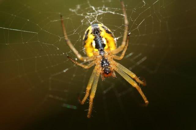 盘点最先掌握“纳米技术”的动物与植物!