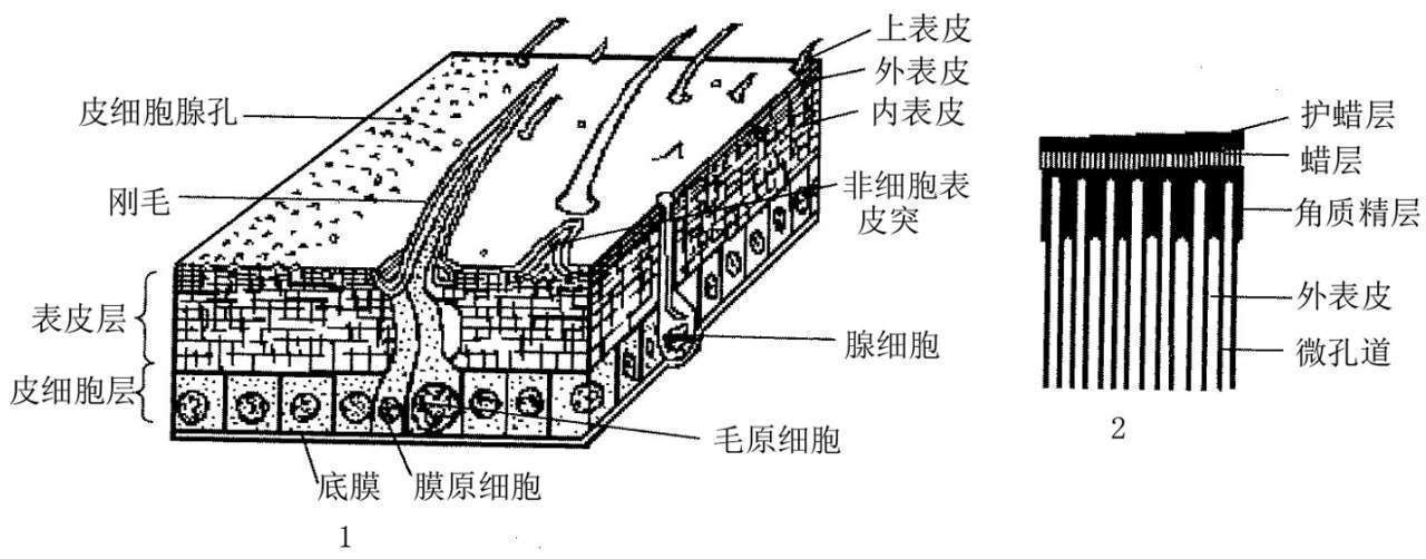 昆虫体躯构造_蝗虫的外部形态图_昆虫体壁结构