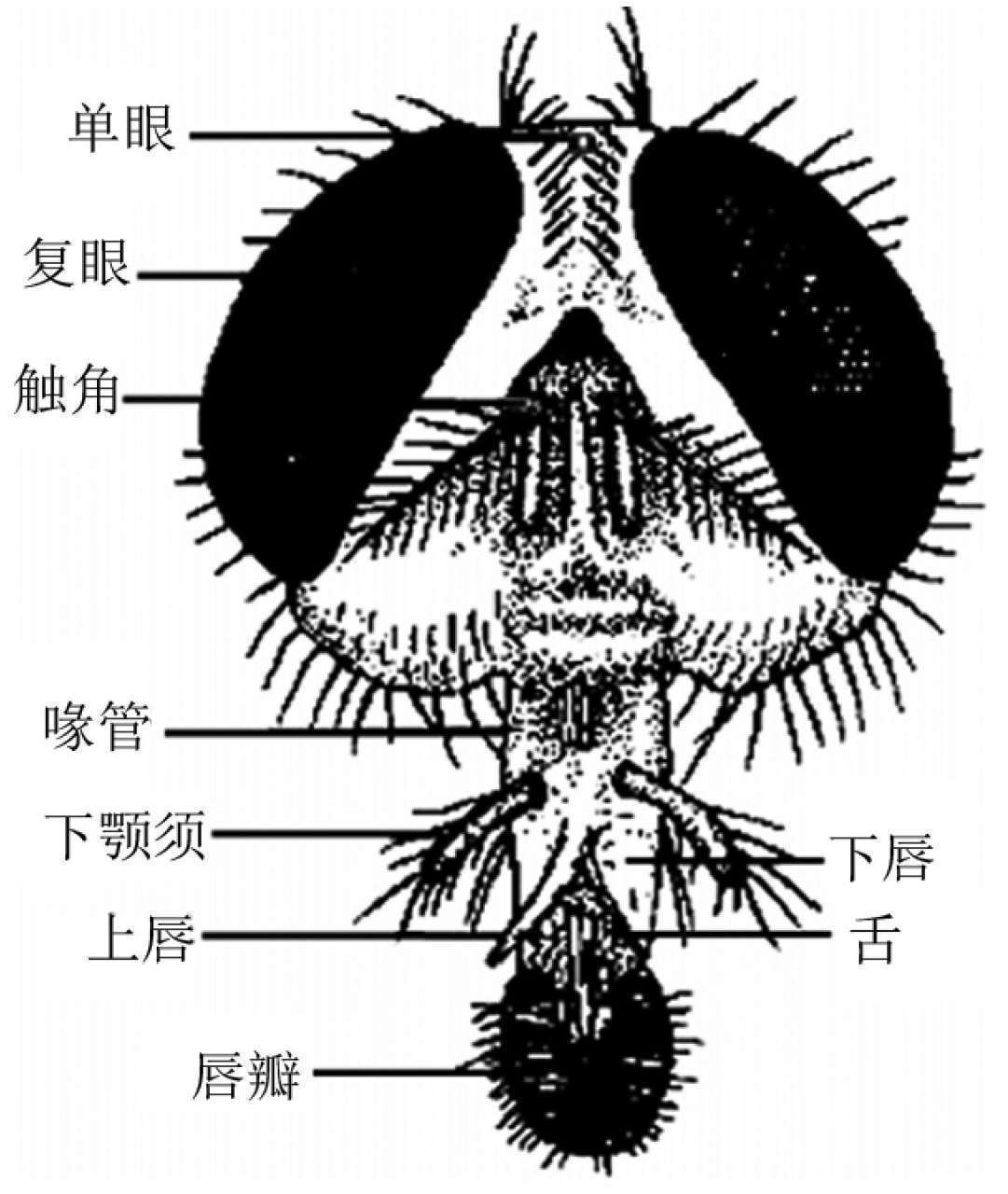 昆虫体壁结构_蝗虫的外部形态图_昆虫体躯构造