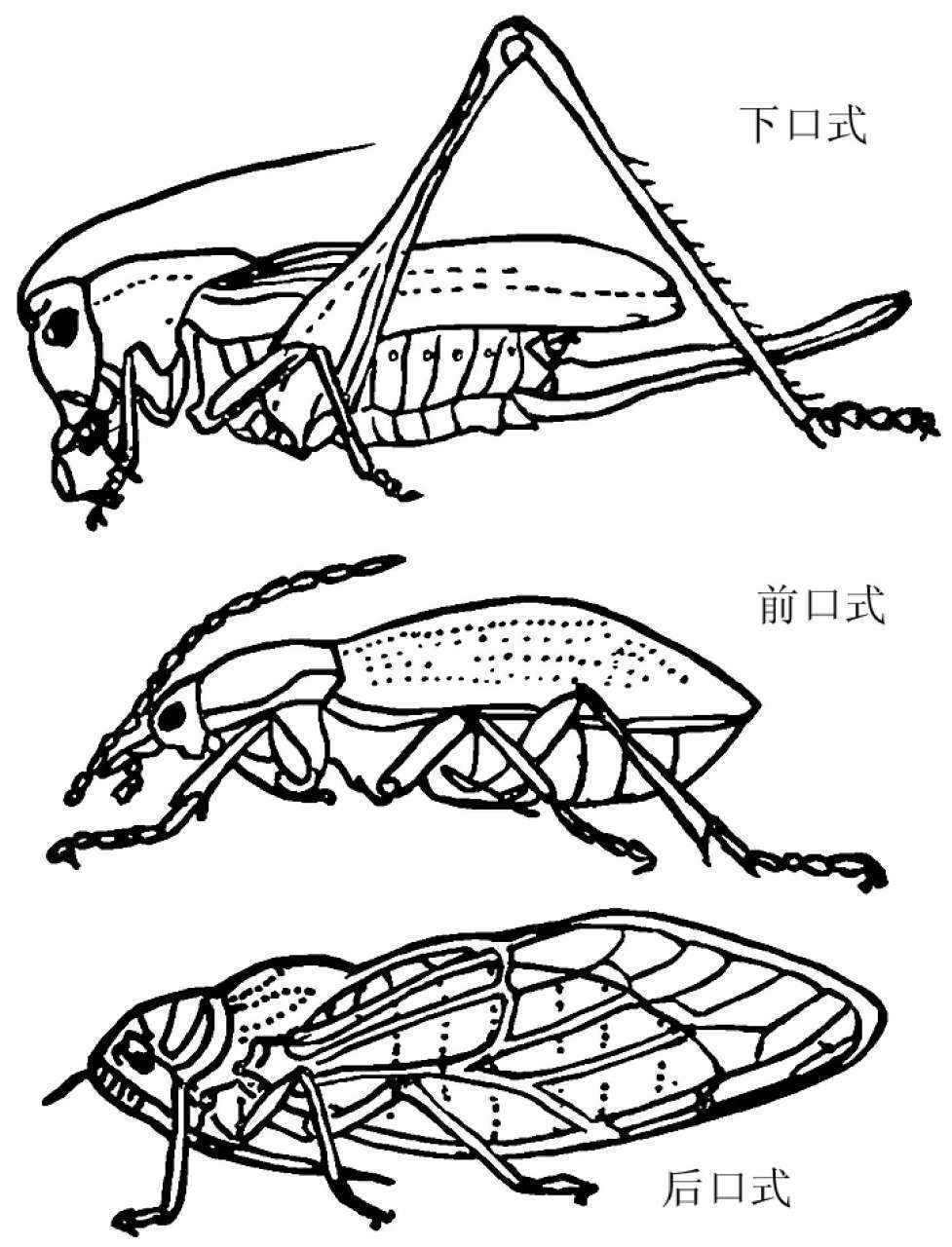 昆虫体躯构造_蝗虫的外部形态图_昆虫体壁结构