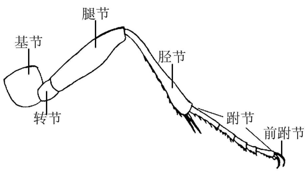 蝗虫的外部形态图_昆虫体躯构造_昆虫体壁结构