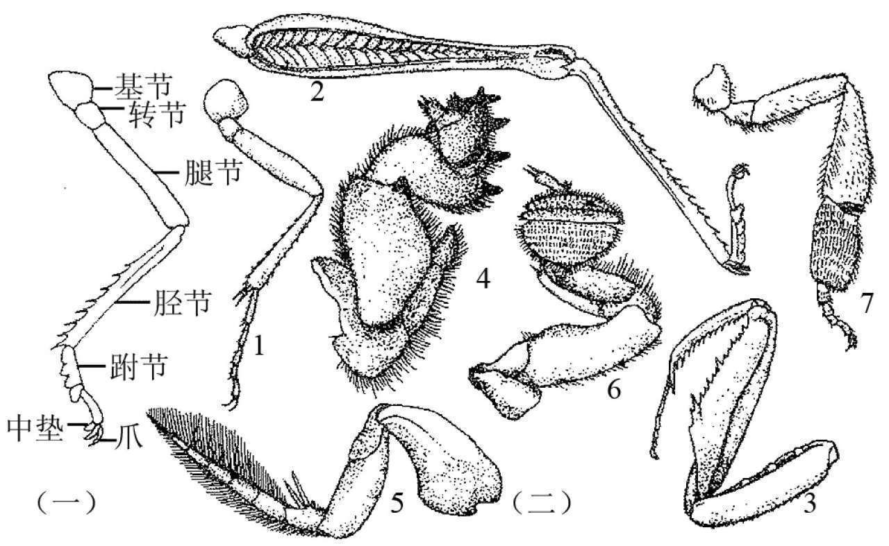 蝗虫的外部形态图_昆虫体壁结构_昆虫体躯构造