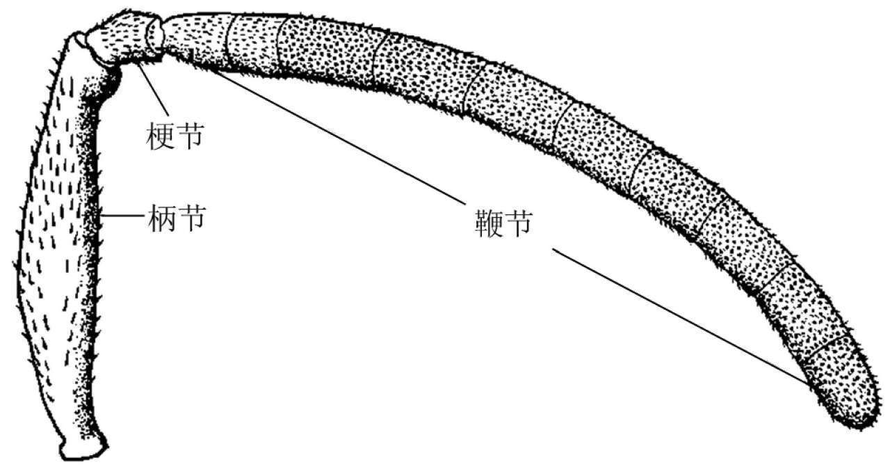 蝗虫的外部形态图_昆虫体躯构造_昆虫体壁结构