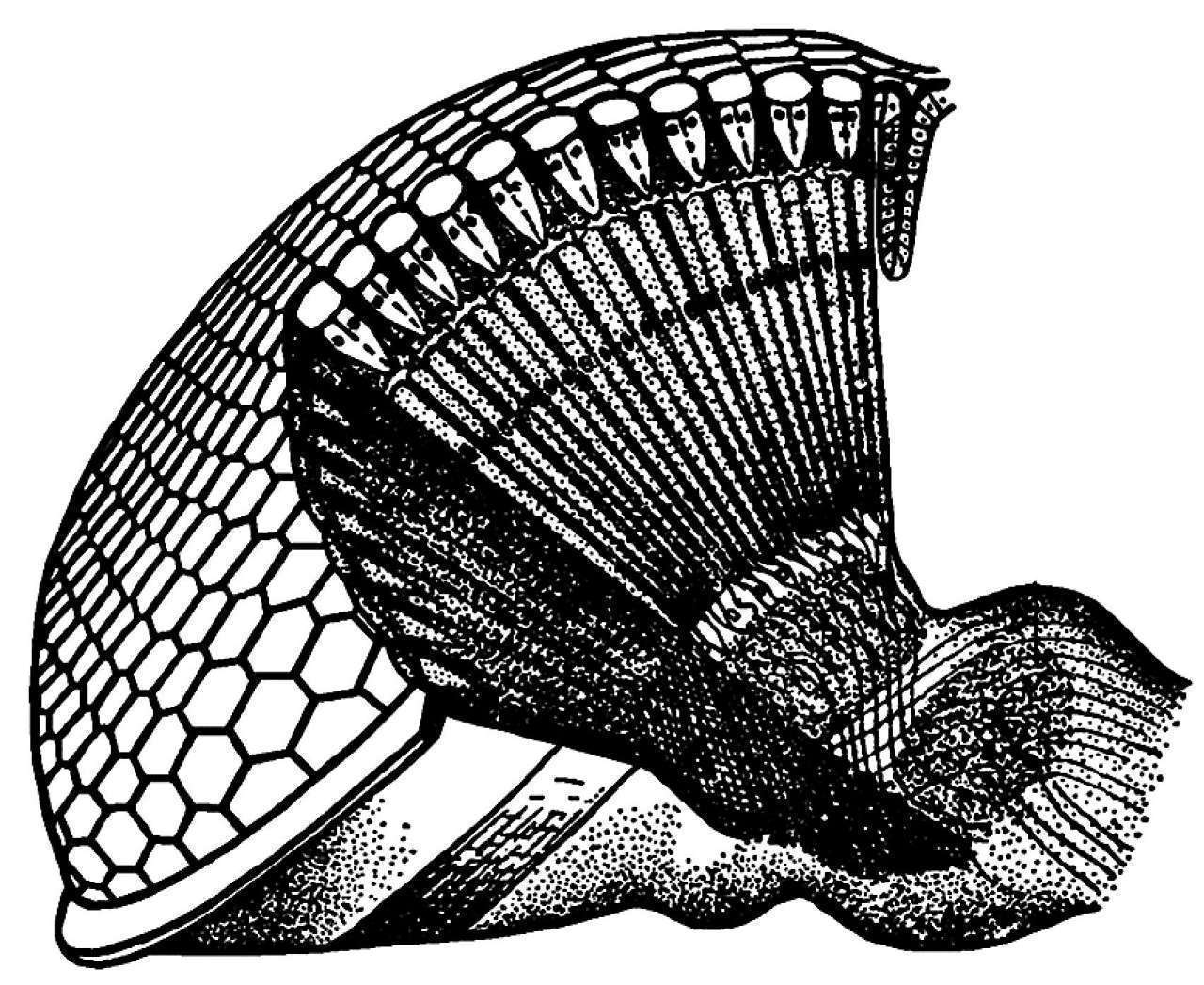 昆虫体躯构造_昆虫体壁结构_蝗虫的外部形态图