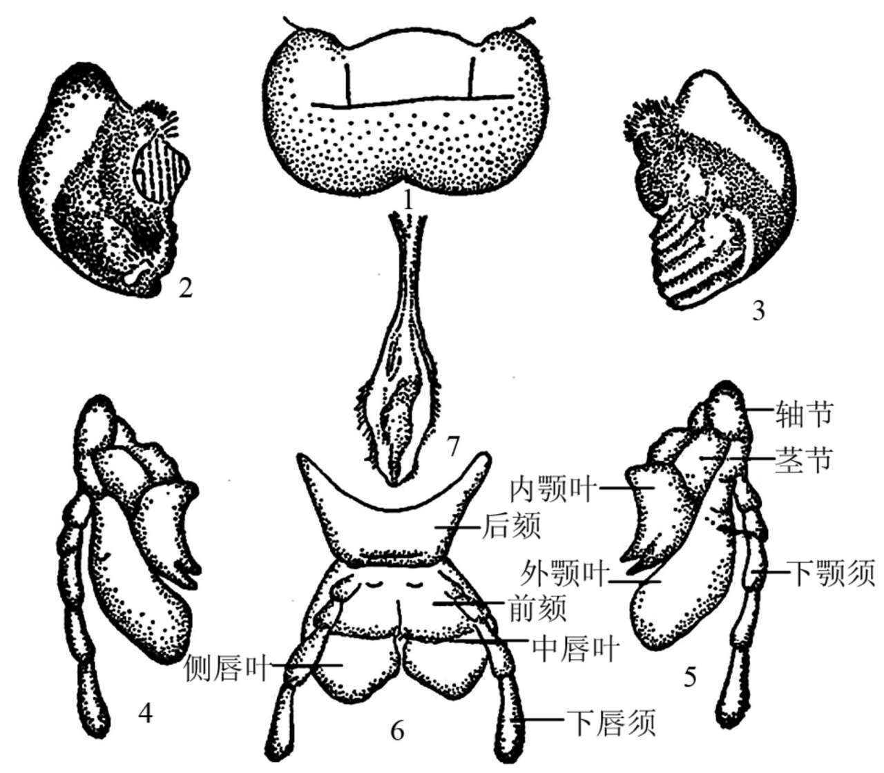 蝗虫的外部形态图_昆虫体壁结构_昆虫体躯构造
