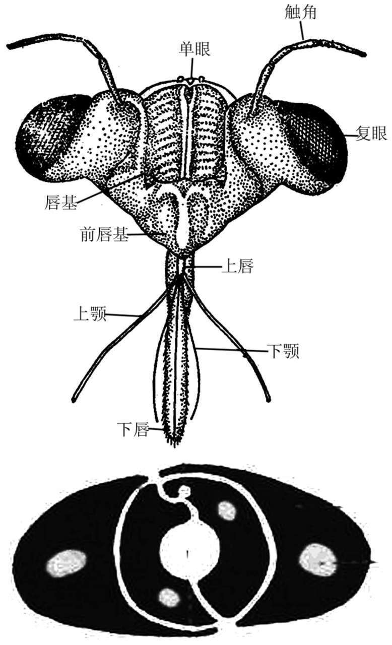 昆虫体躯构造_蝗虫的外部形态图_昆虫体壁结构