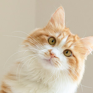 客户往来明细对账单模板_客户往来对账单表格_律师解答对账单效力