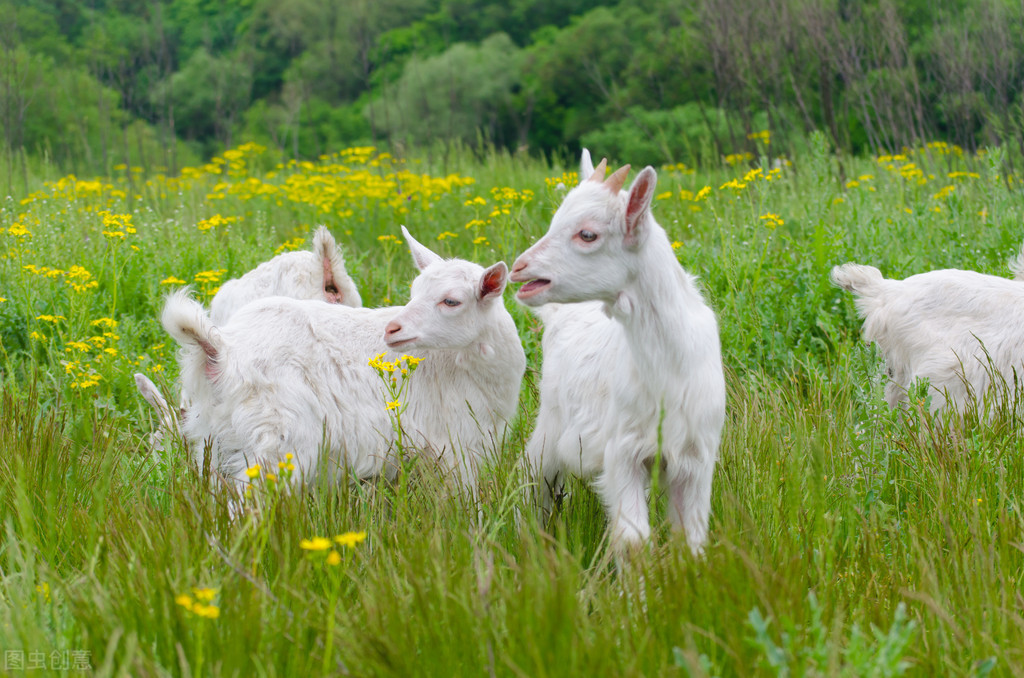 羊口疮病诊疗方法_人感染羊痘病毒的治疗_羊传染性脓包病症状
