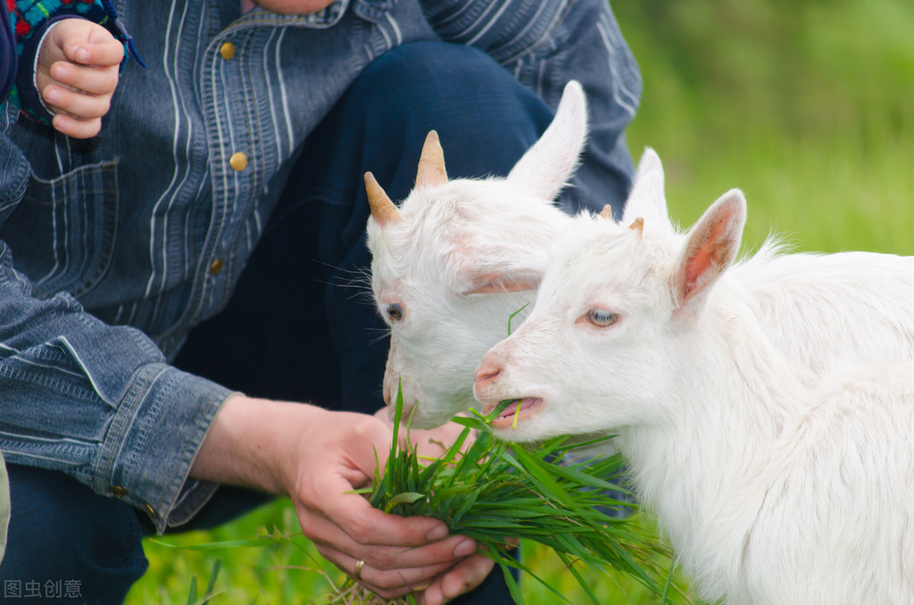 羊传染性脓包病症状_人感染羊痘病毒的治疗_羊口疮病诊疗方法