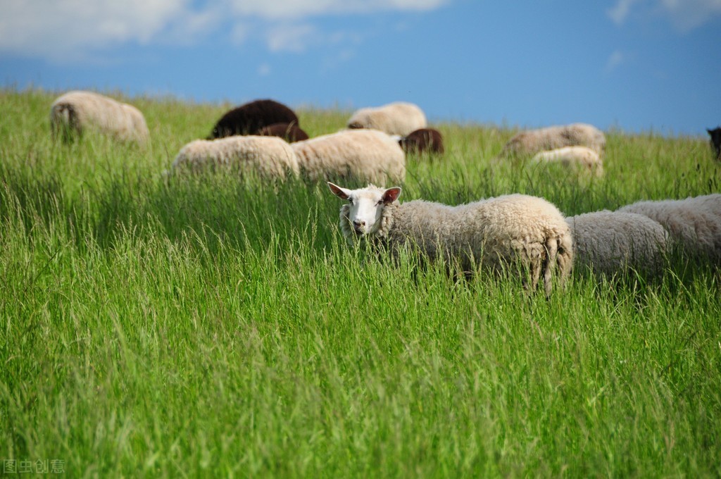 人感染羊痘病毒的治疗_羊口疮病诊疗方法_羊传染性脓包病症状