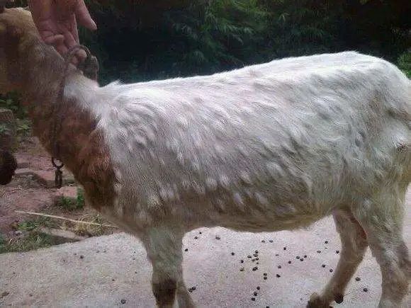 人感染羊痘病毒的治疗_绵羊痘疫情 防止以色列绵羊痘传入 我国 绵羊痘和山羊痘分布与危害