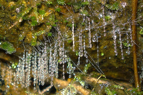 生物发光现象_真实单个萤火虫图_发光动物种类