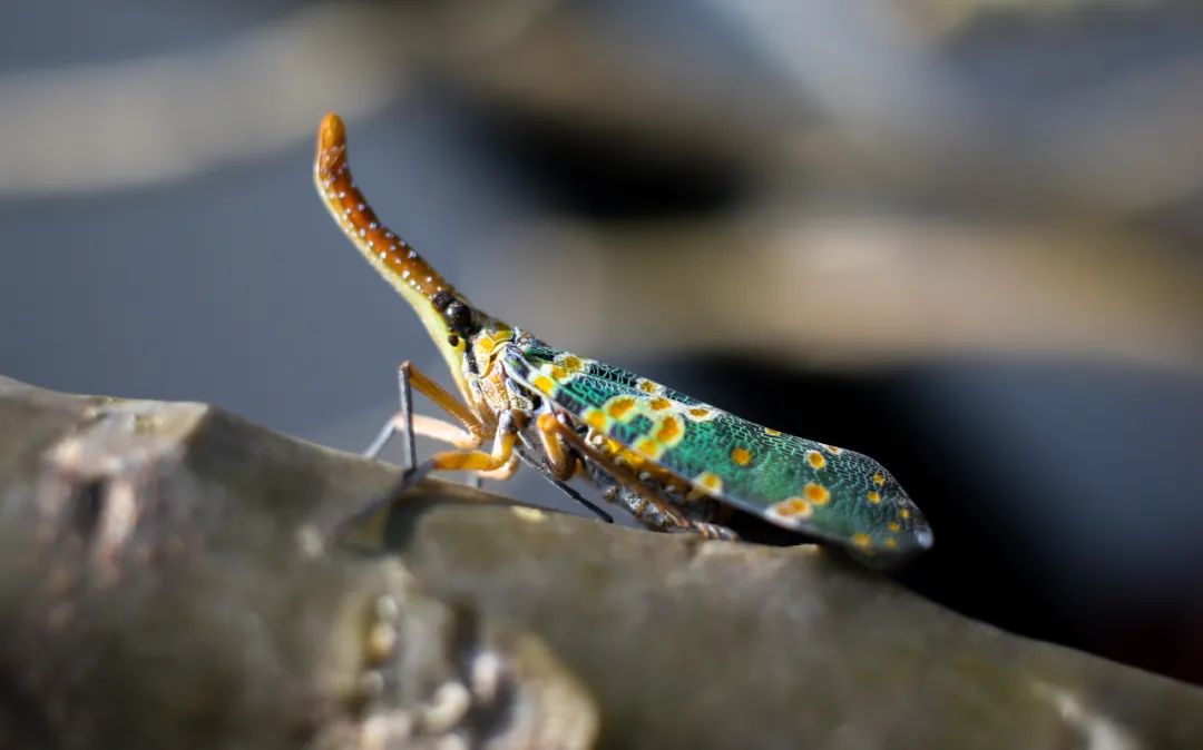 Discover Shenzhen | The longan lanternfly 龙眼鸡