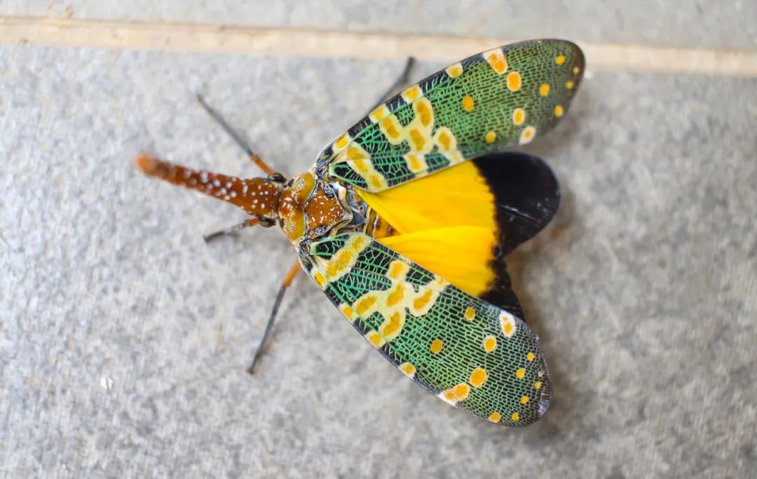 昆虫族坏兽有几只_昆虫大家族_昆虫族有哪些强力卡组