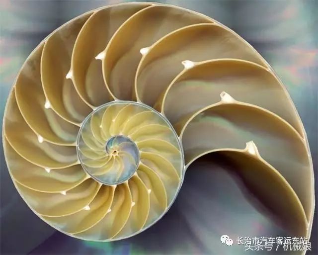 斐波那契数列应用题_斐波那契数列生活中的例子_斐波那契数列生活应用