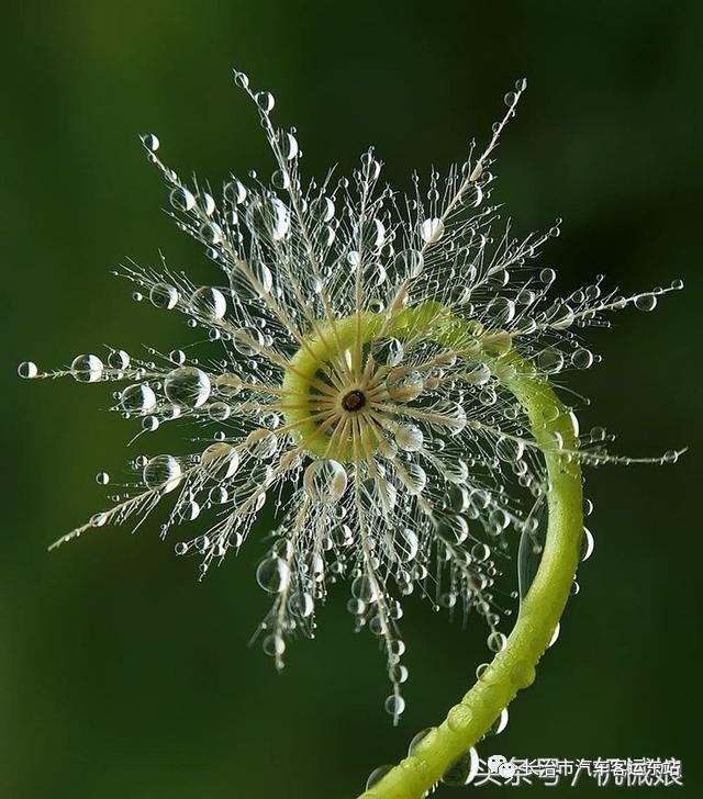 斐波那契数列应用题_斐波那契数列生活中的例子_斐波那契数列生活应用