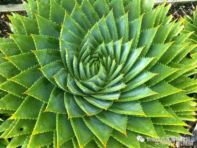 斐波那契数列应用题_斐波那契数列生活中的例子_斐波那契数列生活应用