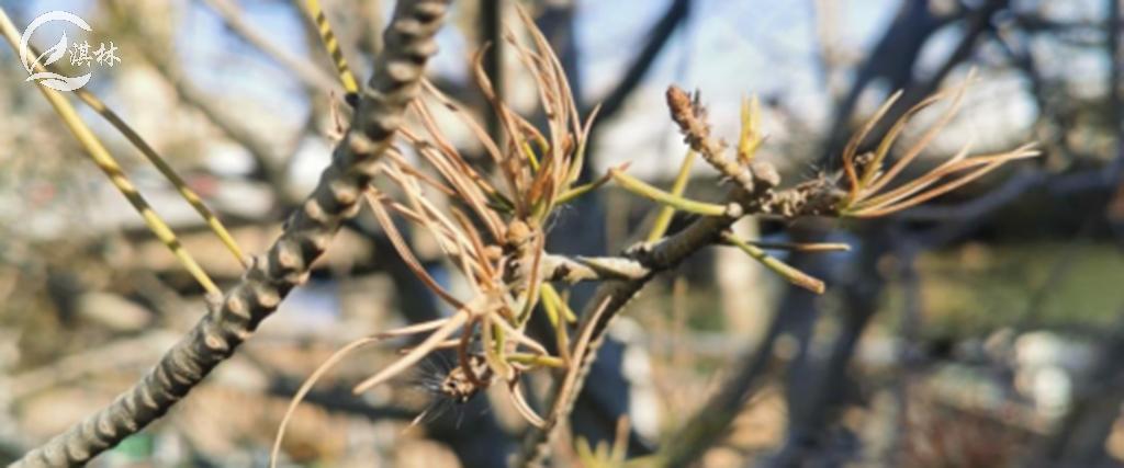 认识松树针叶常见两大病害及防治！