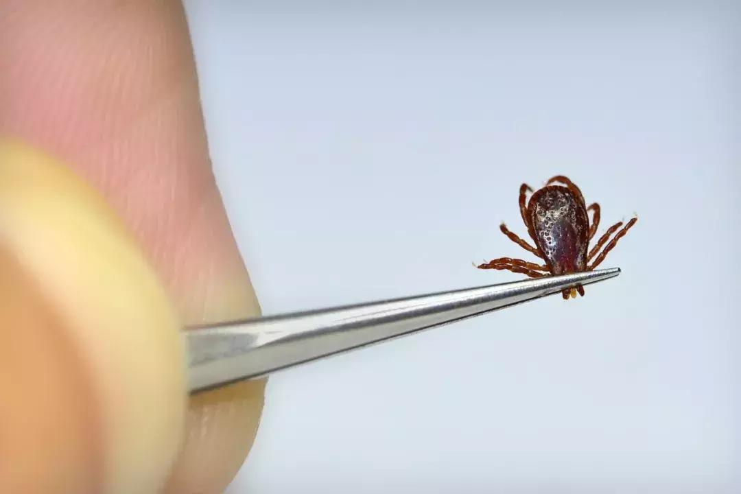 脾虫咬后的伤口图_蜱虫叮咬急救方法_夏季蜱虫叮咬症状