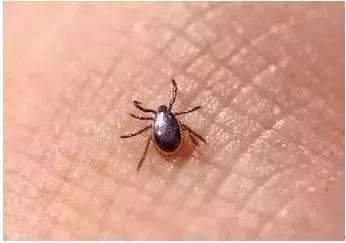 蜱虫叮咬急救方法_夏季蜱虫叮咬症状_脾虫咬后的伤口图