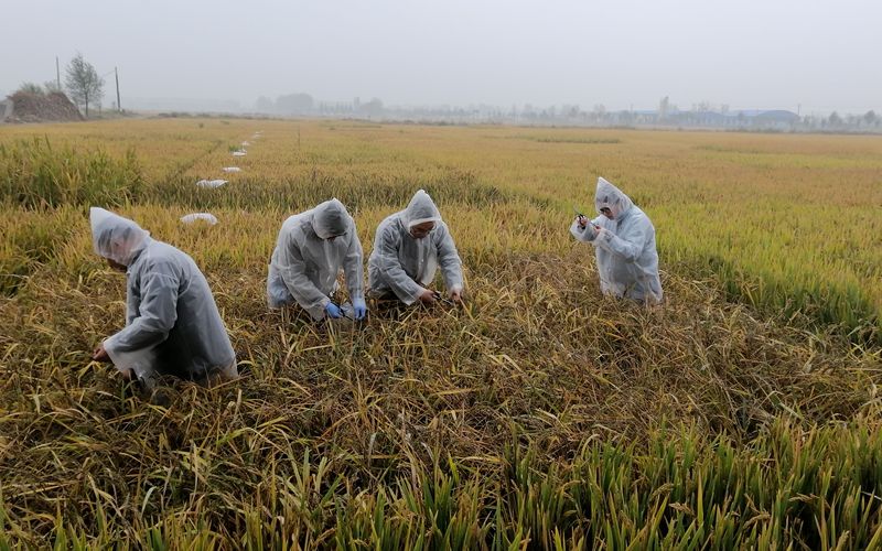 草地贪夜蛾监测预警体系_小麦条锈病防治技术_中国植保病虫草害图谱