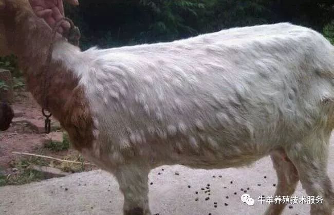 治疗羊痘的药_羊痘病的治疗_治疗羊痘病的特效药