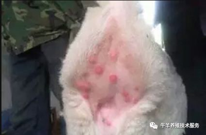 羊痘病的治疗_治疗羊痘病的特效药_治疗羊痘的药