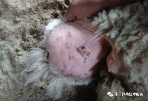 治疗羊痘病的特效药_羊痘病的治疗_治疗羊痘的药