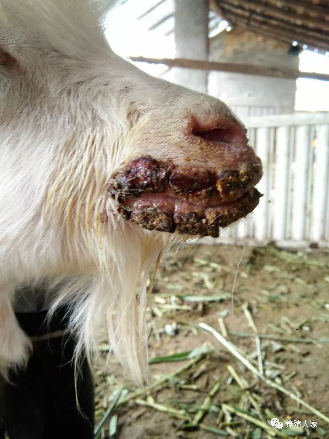 治疗羊痘的药_羊痘病的治疗_治疗羊痘病的特效药