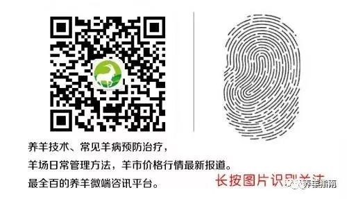 治疗羊痘的药_羊痘病用什么药最好_羊痘病的治疗