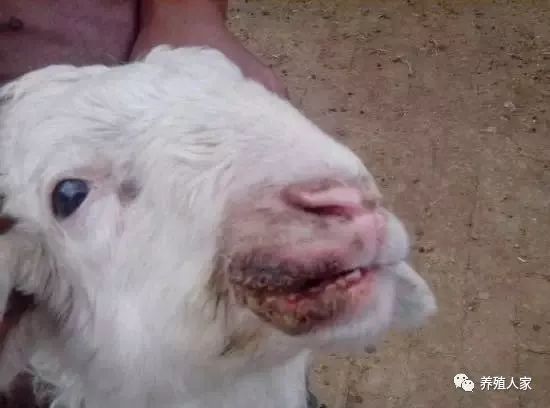 羊口疮 羊痘 高发季 如何快速治疗？