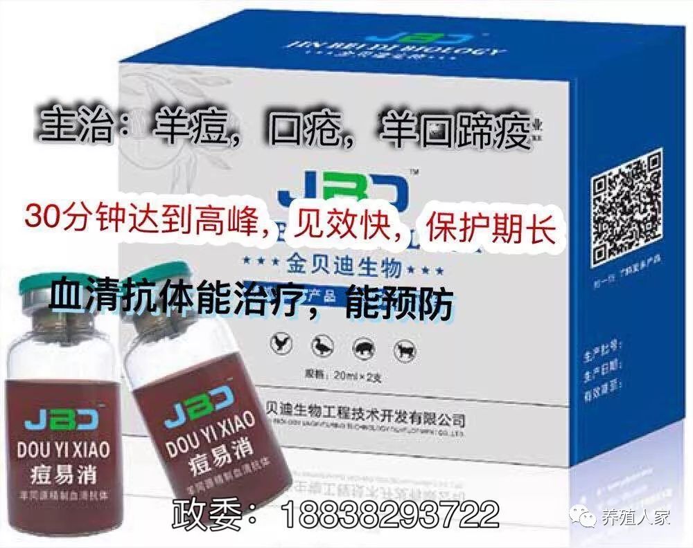 羊痘病用什么药最好_羊痘病的治疗_羊痘治疗方案