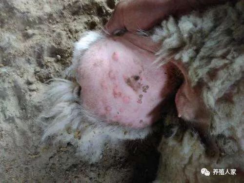 羊痘病用什么药最好_羊痘治疗方案_羊痘病的治疗