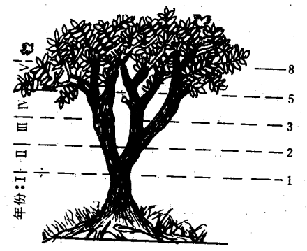 斐波那契数列生活应用_莱昂纳多·斐波那契 斐波那契数列定义者 斐波那契数列在自然界中的应用