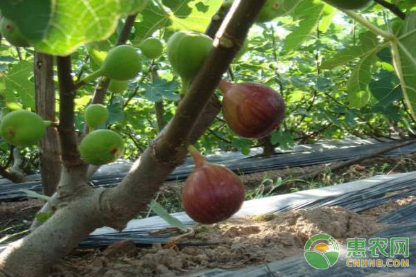 无花果树怎么养才能长得好？