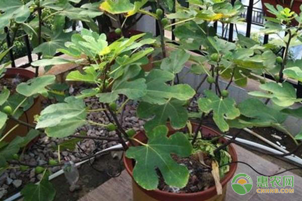 无花果树怎么养才能长得好?-图片版权归惠农网所有