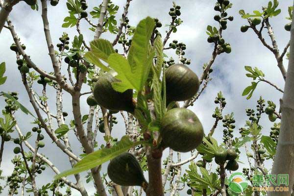 无花果树怎么养才能长得好?-图片版权归惠农网所有