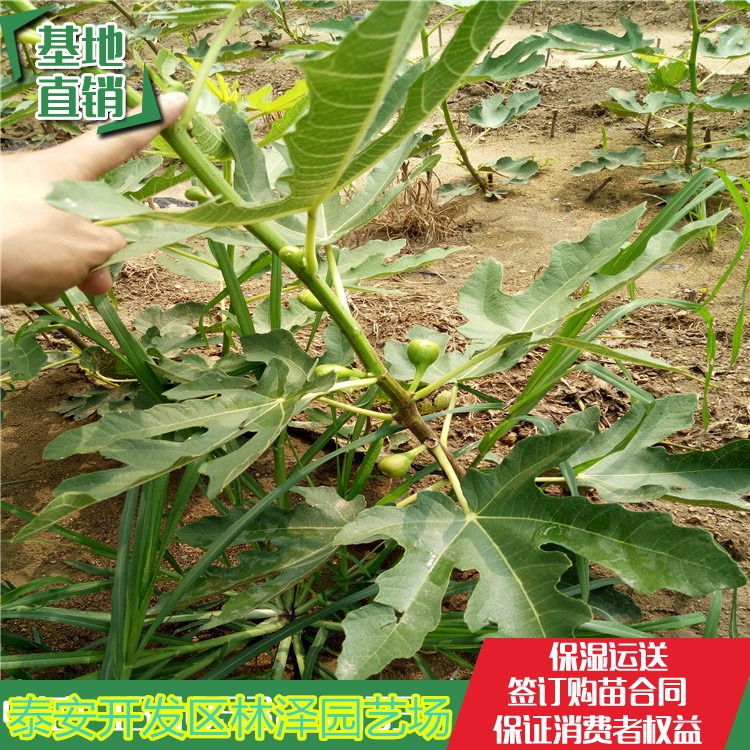 无花果苗、新品种无花果树苗价格